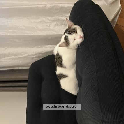 Photo 1/1 Iris Chat lost in Corbeil essonnes