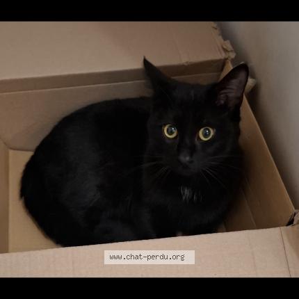 Photo 1/1 Malo Chat lost in Eguilles