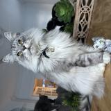 Picture of cat lost at Laval