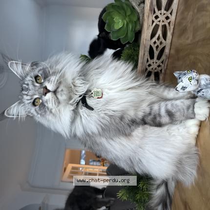 Photo 1/1 Sultan Chat lost in Laval