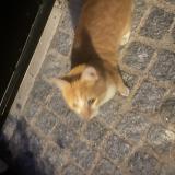 Picture of cat found at Saint Maur Des Fosses