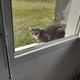 Picture of cat lost at Nangy