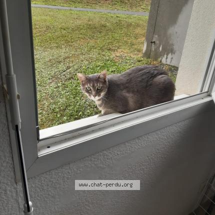 Photo 1/1 Tipou Chat lost in Nangy