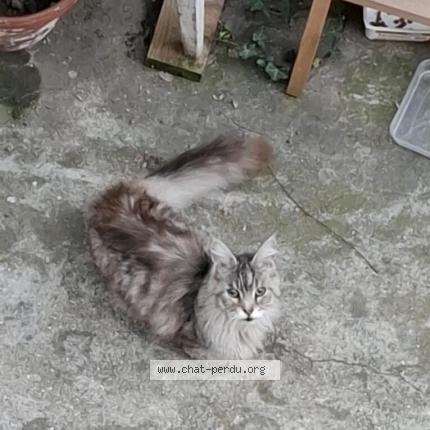 Photo 1/1 Found cat Found in Ollioules
