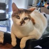 Picture of cat lost at Lyon