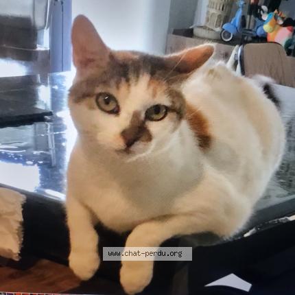 Photo 1/1 Mounette Chat lost in Lyon