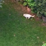 Picture of cat found at Montpellier