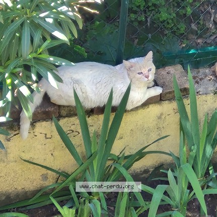 Photo 1/1 Found cat Found in Montpellier