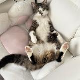 Picture of cat lost at Luche Pringe