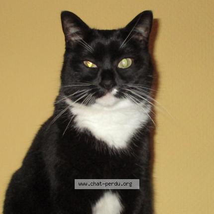 Foto van vermiste kat in Watermael Boitsfort