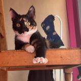 Picture of cat lost at Champigny Sur Marne