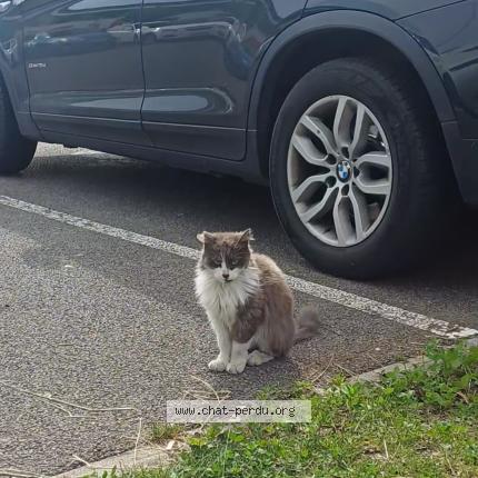 Photo 1/1 Found cat Found in Le thillay