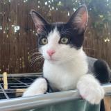 Picture of cat lost at Plaisir