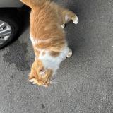 Picture of cat found at Tourcoing