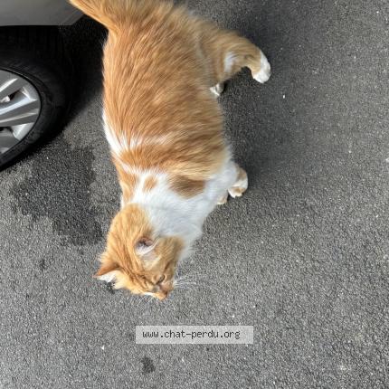 Photo 1/1 Found cat Found in Tourcoing