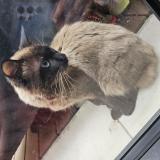 Picture of cat found at Gennevilliers