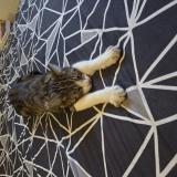 Picture of cat lost at Cadenet