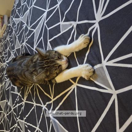 Photo 1/1 Biscuit Chat lost in Cadenet