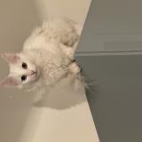 Picture of cat lost at Deuil La Barre