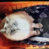 Picture of cat lost at Sallanches