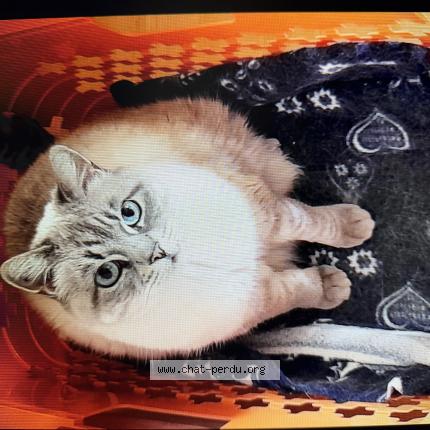 Photo 1/1 Elsa Chat lost in Sallanches