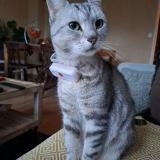 Picture of cat lost at Montesson