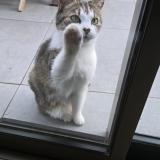 Picture of cat found at Vulaines Sur Seine