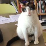 Picture of cat lost at Romans Sur Isere