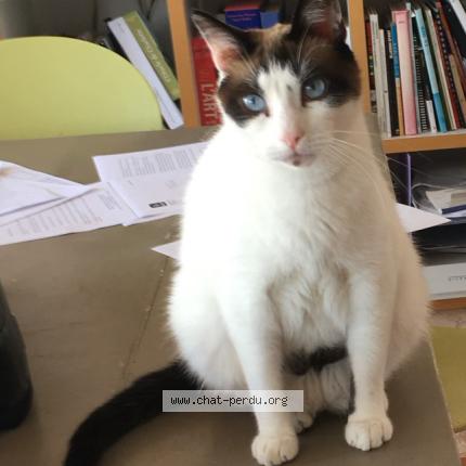 Photo 1/1 CHALIMAR Chat lost in Romans sur isere