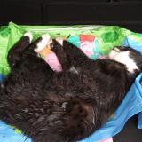 Picture of cat found at Stattmaten