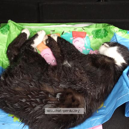 Photo 1/1 Found cat Found in Stattmaten