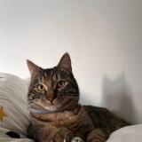 Picture of cat lost at Aouste Sur Sye