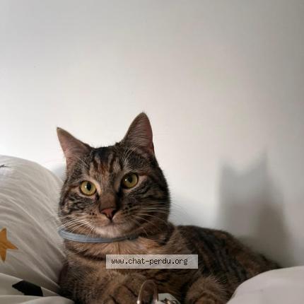 Photo 1/1 Avril Chat lost in Aouste sur sye