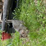 Picture of cat found at Estaires