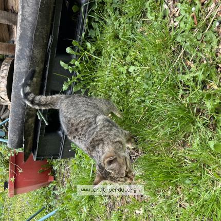 Photo 1/1 Found cat Found in Estaires