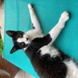 Picture of cat lost at Kuntzig