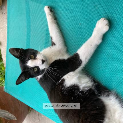 Photo 1/1 Nougat Chat lost in Kuntzig