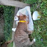 Picture of cat found at Clamart