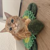 Picture of cat lost at Belfort