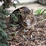 Picture of cat found at Villejuif 94800