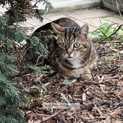 Photo 1/1 Found cat Found in Villejuif 94800