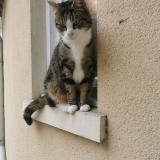 Picture of cat lost at Saint Mard