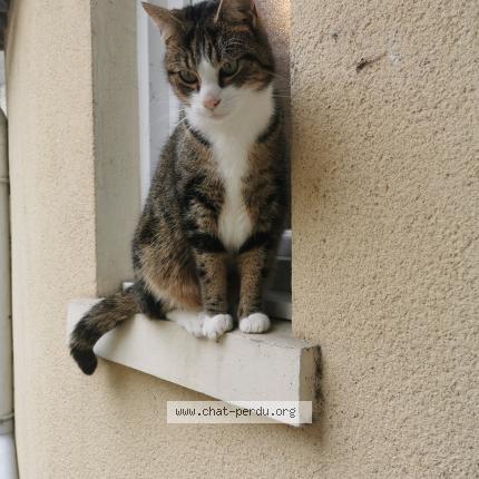Photo 1/1 Tipo Chat lost in Saint mard
