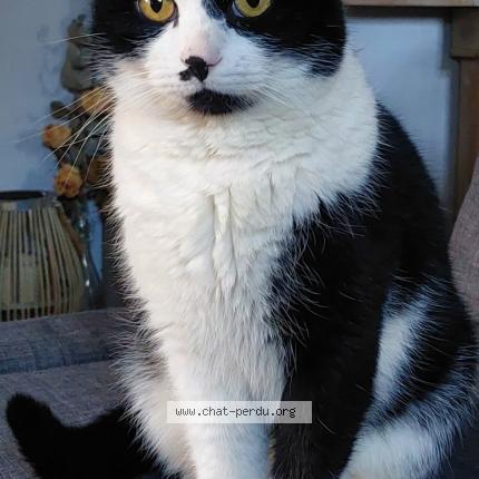 Foto 1/1 Bouboule Kat vermist in Chaumont Gistoux