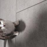 Picture of cat found at Bordeaux