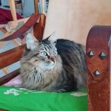 Picture of cat found at Sete