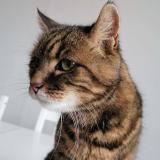 Picture of cat lost at Montfermeil