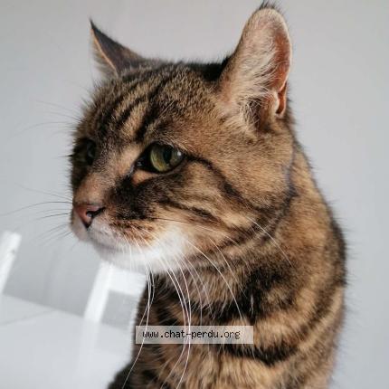 Photo 1/3 DIDOUNE Chat lost in Montfermeil