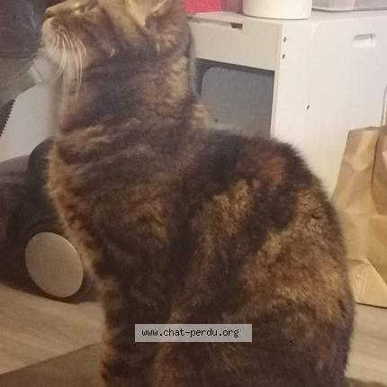 Photo 2/3 DIDOUNE Chat lost in Montfermeil