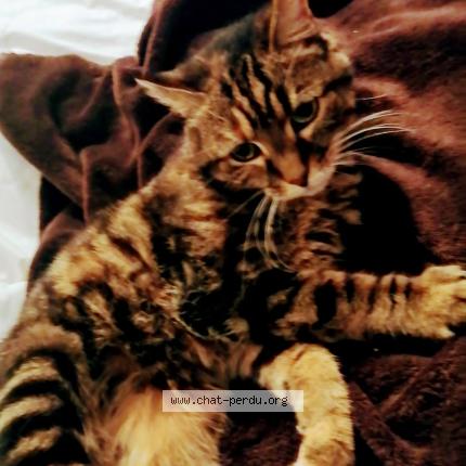 Photo 3/3 DIDOUNE Chat lost in Montfermeil